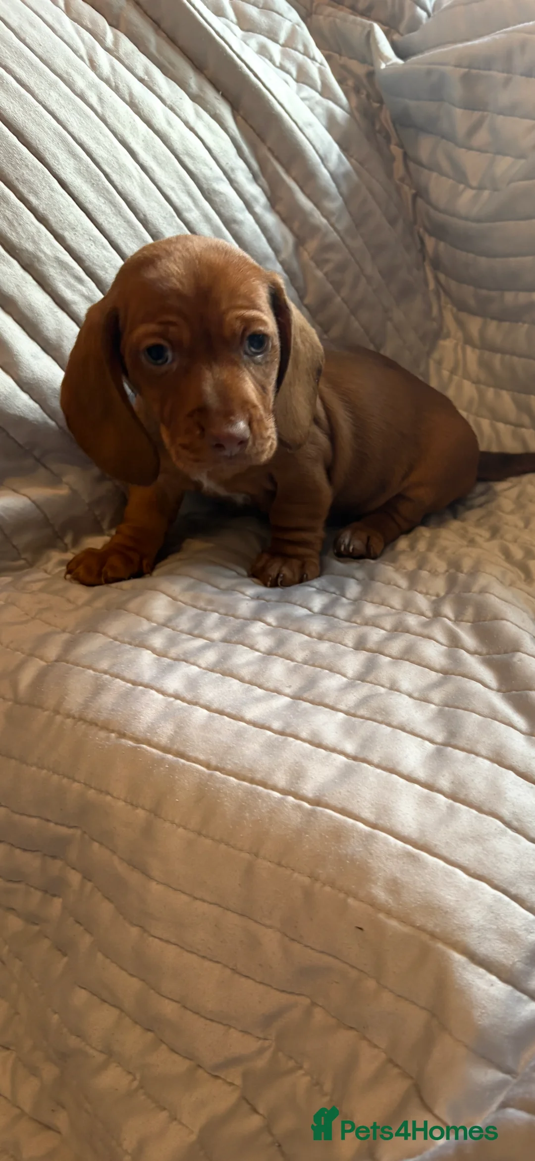 Dachshund dogs for sale: Standard Dachshund puppies for sale  - Advert 10