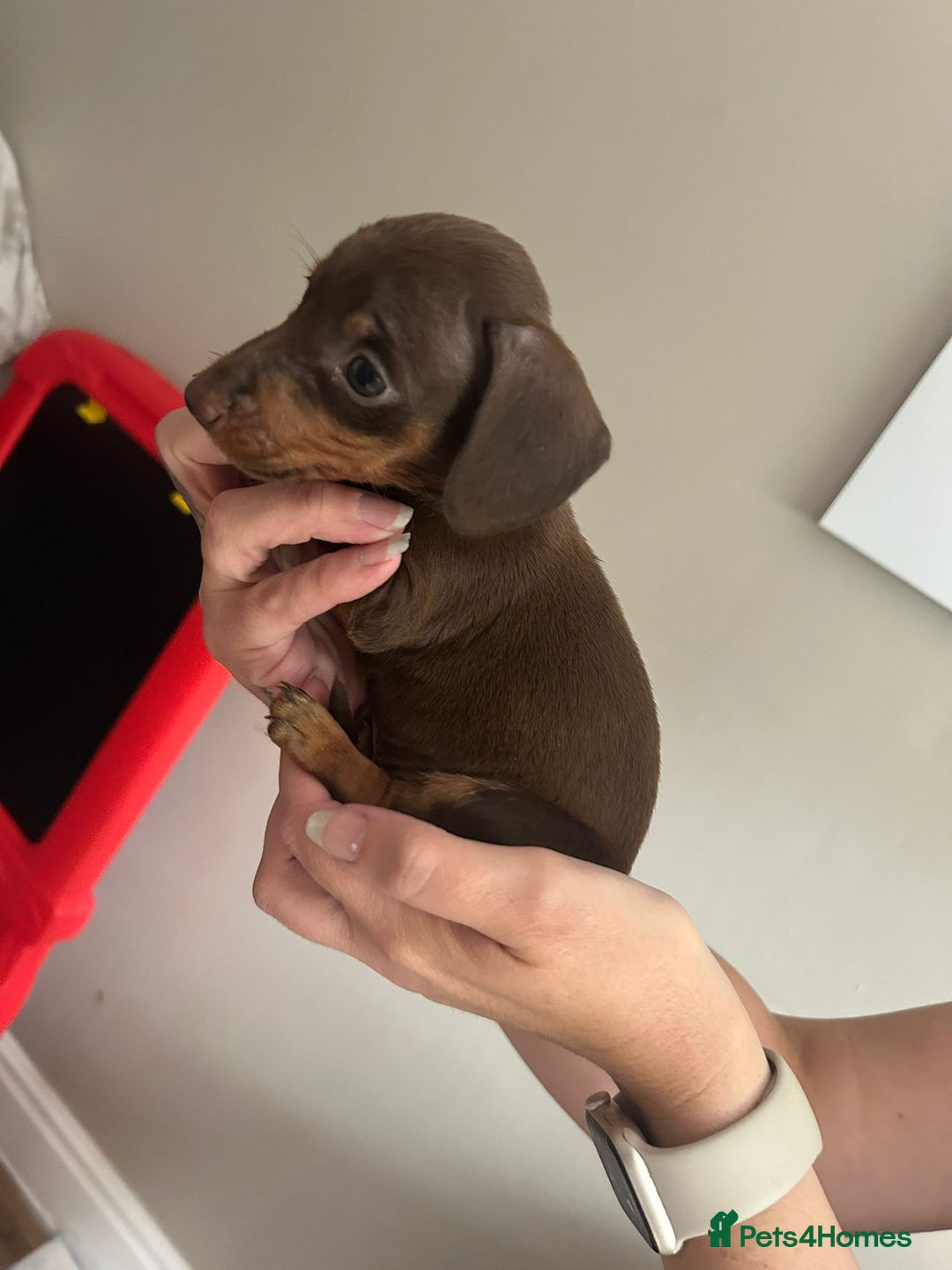 Miniature Dachshund dogs for sale: Beautiful daschund puppies - Image 11