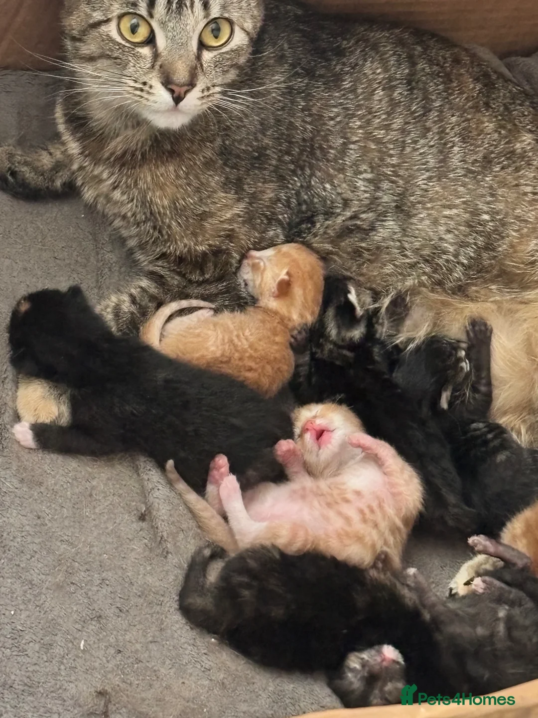 Mixed Breed cats for sale: Female kitten ready to reserve🩷 in Pontypool - Advert 1