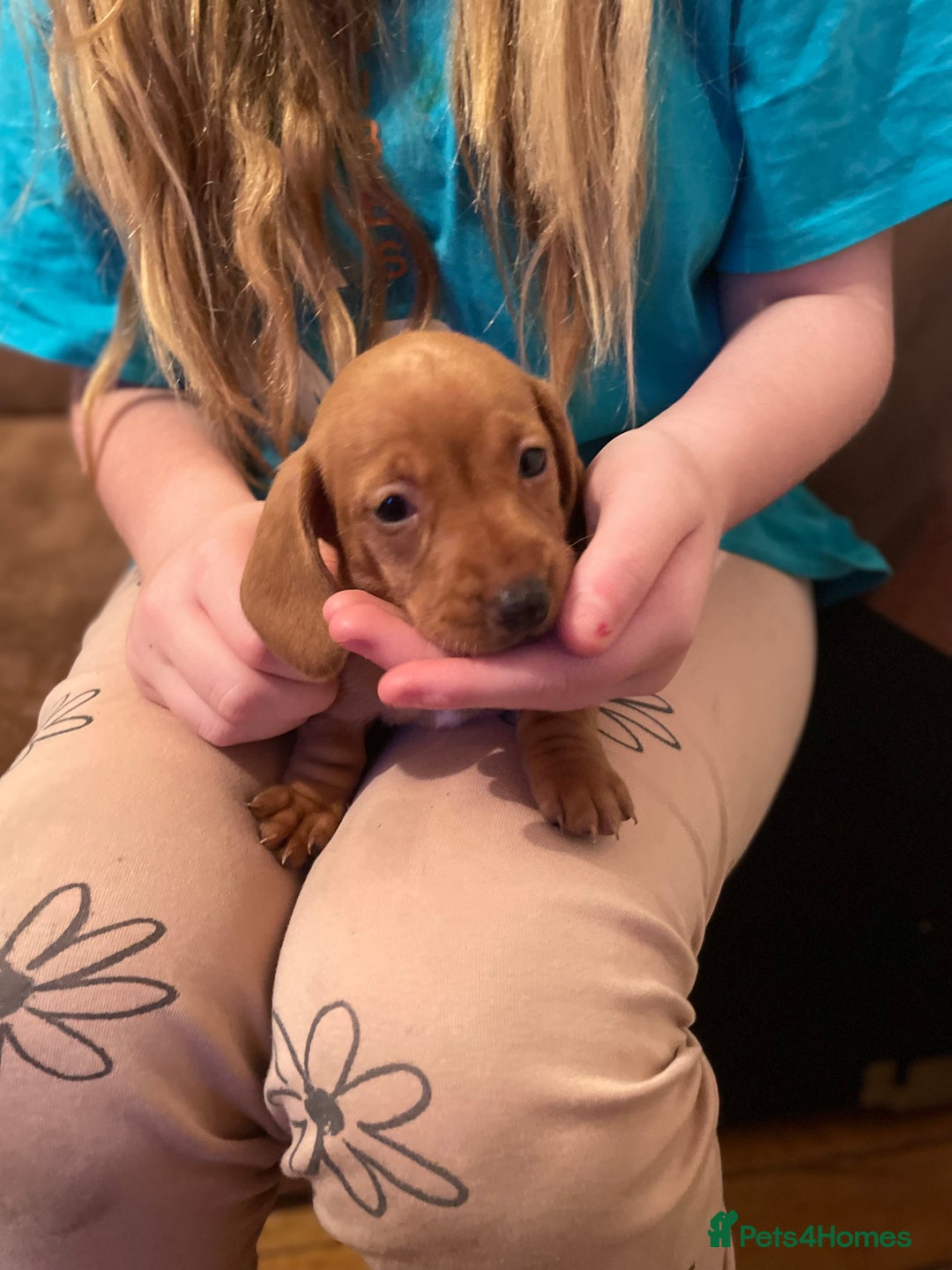 Miniature Dachshund dogs for sale: Miniature dachshund puppies - Image 6