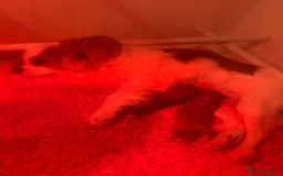 Cavapoo dogs for sale: F1 Cavapoo Girls - Image 5