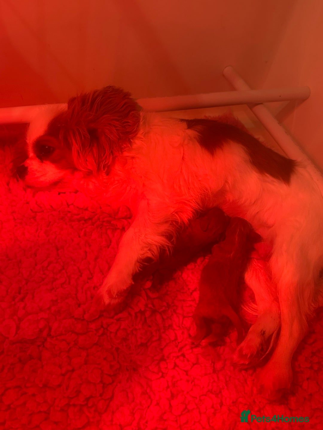 Cavapoo dogs for sale: F1 Cavapoo Girls - Image 5