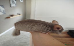 Chinchilla rodents for sale: Cuddly male chinchilla for sale - Image 6