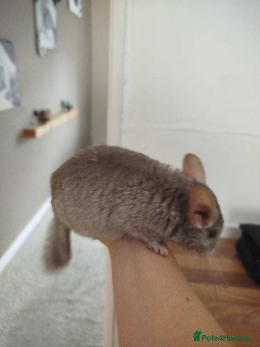 Chinchilla rodents for sale: Cuddly male chinchilla for sale - Image 6