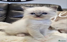 Ragdoll cats for sale: Stunning ragdoll kittens  - Advert 14