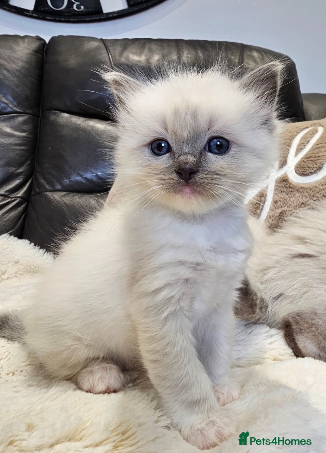 Ragdoll cats for sale: Stunning ragdoll kittens  - Advert 14