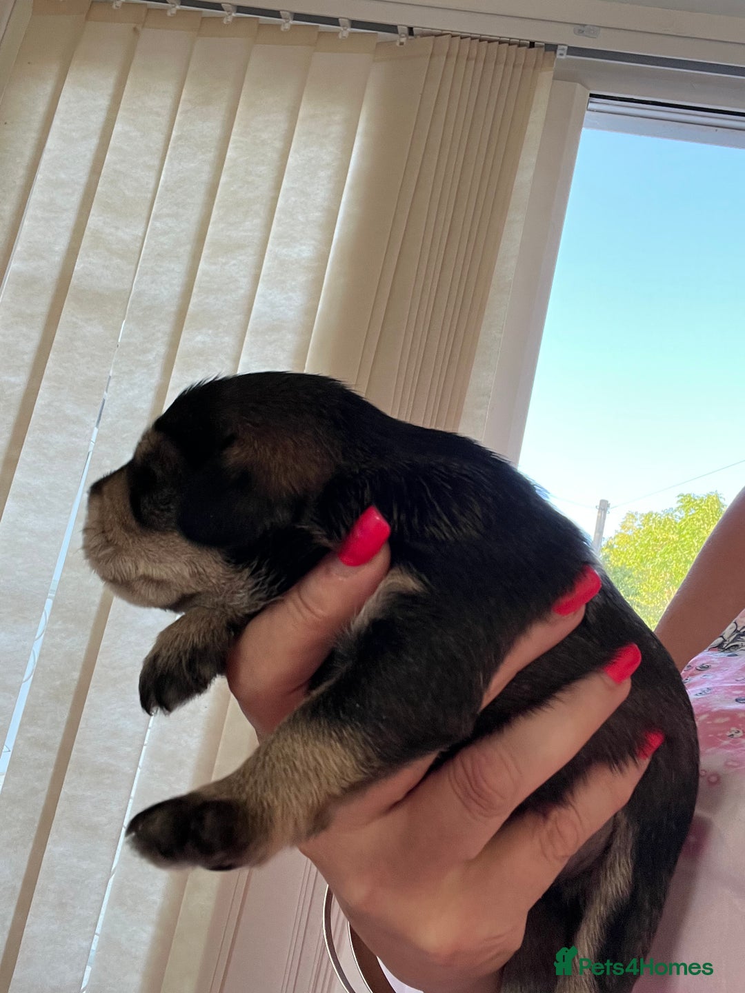 Miniature Schnauzer dogs for sale: 🐾🐶Schnauzer/Schnoodles🐶🐾 - Image 23