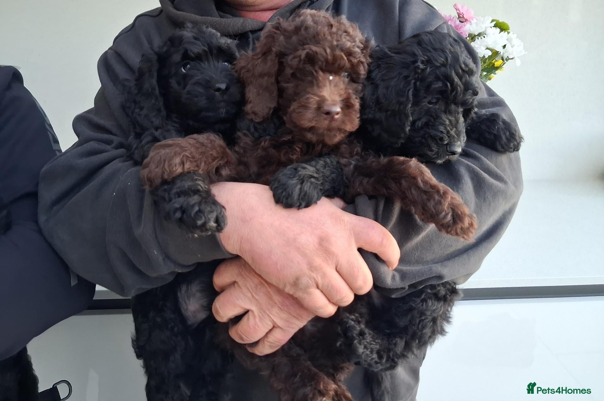Goldendoodle dogs  Medium Goldendoodle puppies - Advert 2