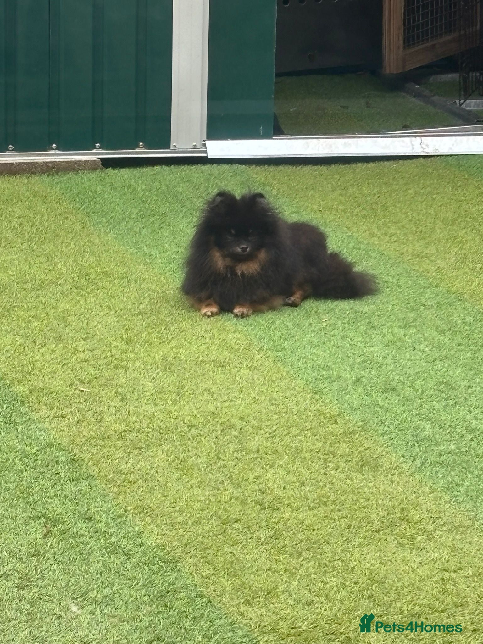 Pomeranian dogs Mini Black and Tan girl  - Advert 1
