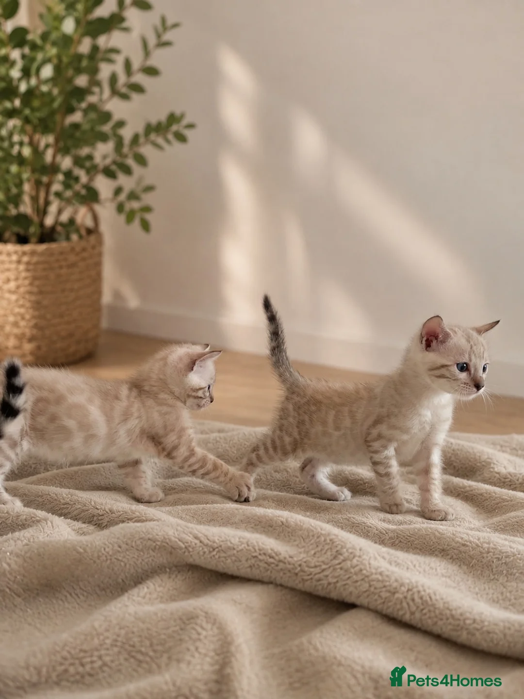 Bengal cats for sale: 3 Bengal kittens left  - Advert 8