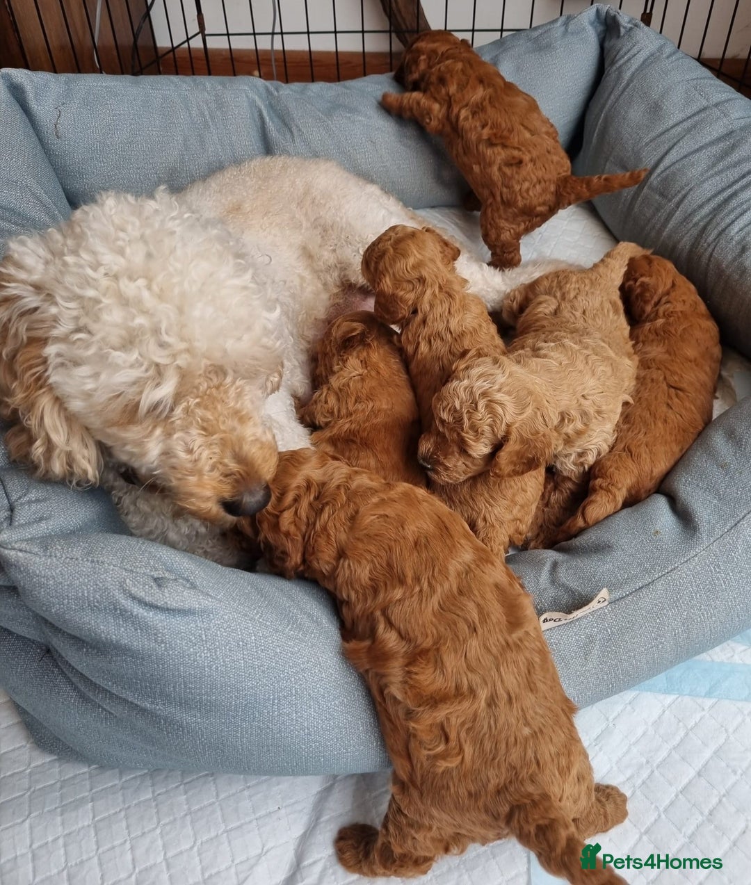 Mixed Breed dogs for sale: READY NOW! ADORABLE MINIATURE POODLE PUPPIE GIRL! - Image 5