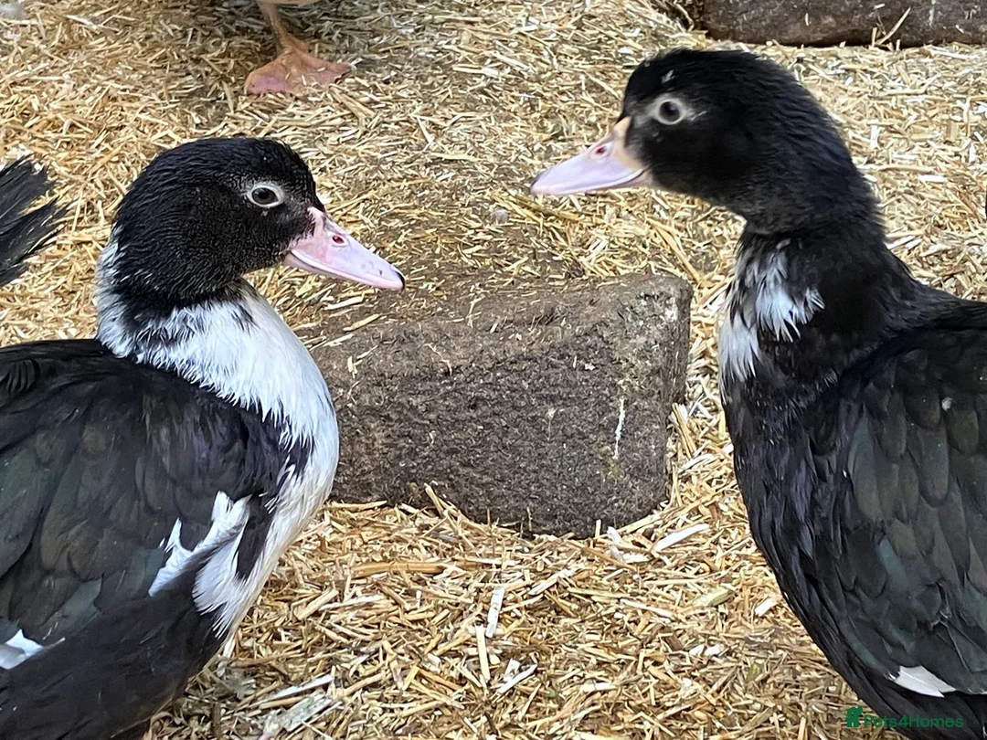 Ducks poultry for sale: Muscovy pairs and trios  - Advert 4