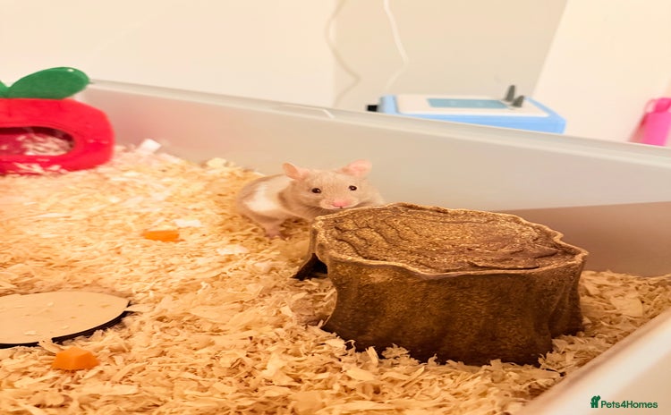 Hamster rodents - Advert 5