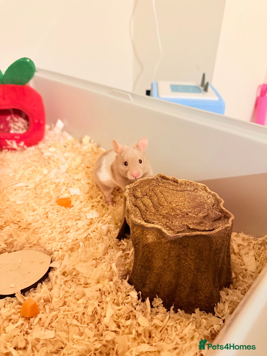 Hamster rodents for sale: Syrian Hamster and Cage - Image 1