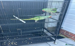 Parrots birds for sale: 2 Alexandrine Parrot + 1 Kakariki - Image 1