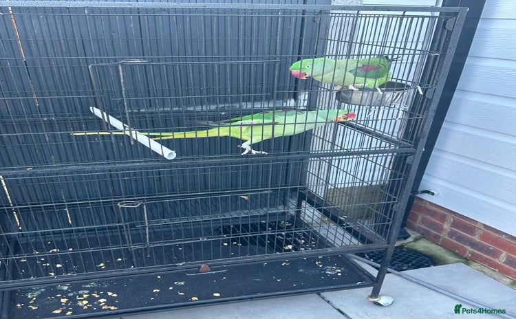 Parrots birds - Advert 3