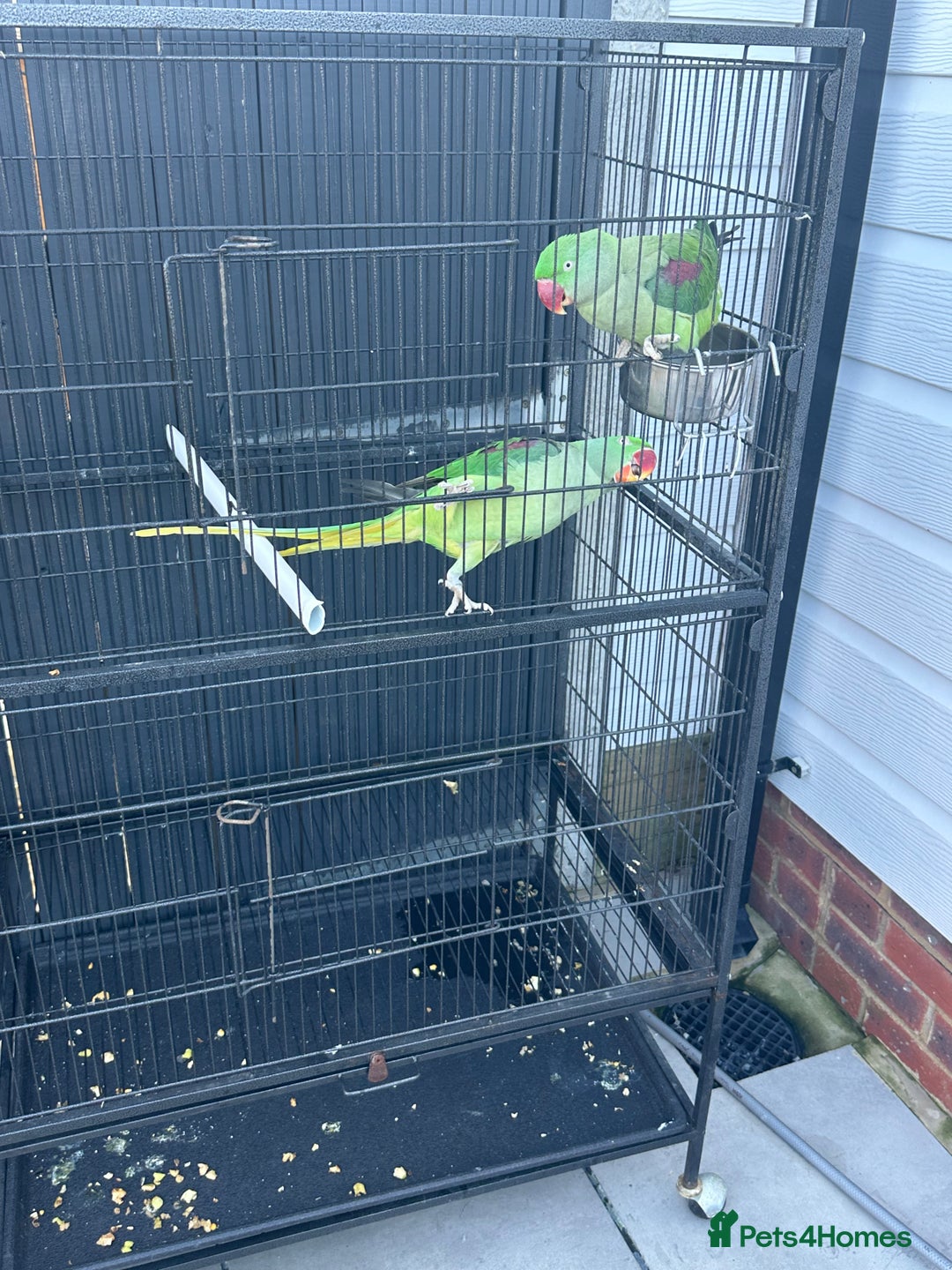 Parrots birds for sale: 2 Alexandrine Parrot + 1 Kakariki - Image 1