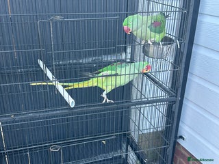 Parrots birds 2 Alexandrine Parrot + 1 Kakariki - Advert 1
