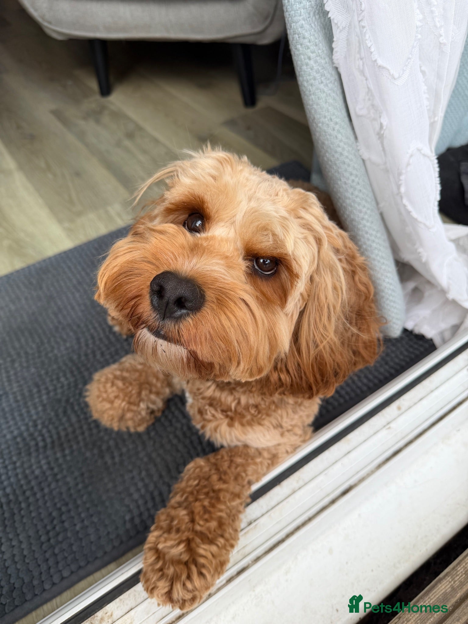 Cockapoo dogs Cocapoo 2years available for stud - Advert 11