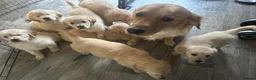 Golden Retriever dogs for sale: Ready now! Cream Golden Retriever KC Reg Puppies - Advert 11