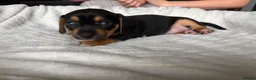 Mixed Breed dogs for sale: Miniature Dachshund cross puppies  - Advert 8