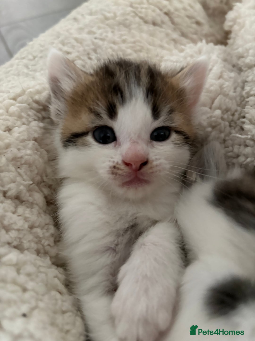 Mixed Breed cats for sale: 5 wee kittens needing homes. - Image 15