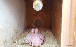 Budgerigars birds for sale: !!! YOUNG BUDGIES READY FOR REHOMING!!! - Image 8