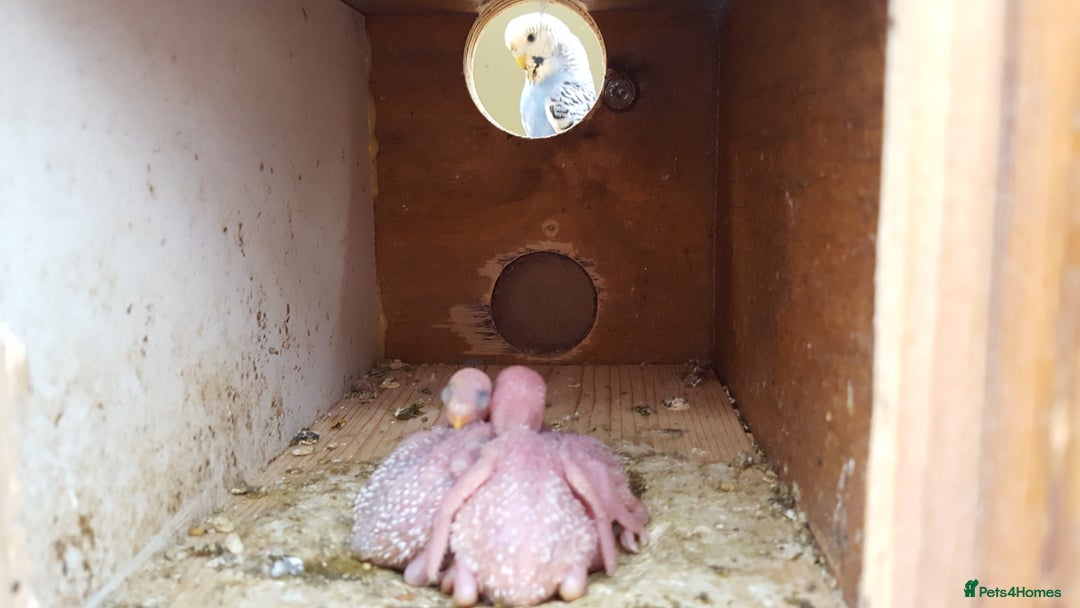 Budgerigars birds for sale: !!! YOUNG BUDGIES READY FOR REHOMING!!! - Image 8