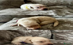 Mixed Breed dogs for sale: Beautiful litter of golden labradoodles - Image 24