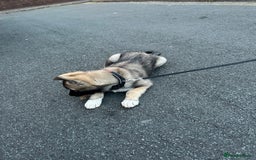 Mixed Breed dogs for sale: Siberian Husky  - Image 7