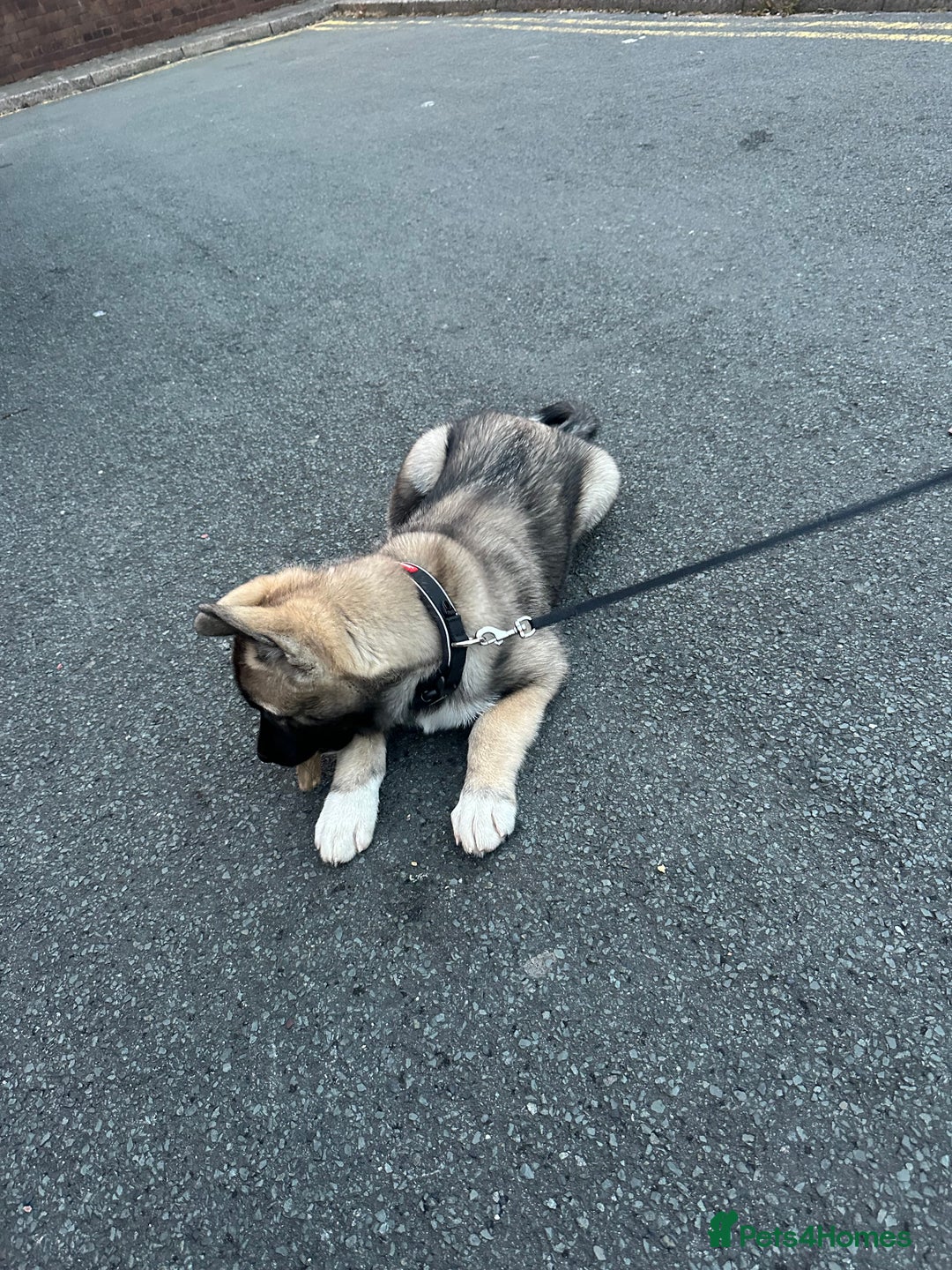 Mixed Breed dogs for sale: Siberian Husky  - Image 7