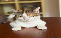 American Wirehair cats for sale: Female American wirehair Calico  - Image 3