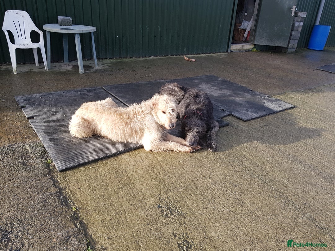Irish Wolfhound dogs for sale: Exquisit KC registered Irish Wolfhound litter - Advert 5