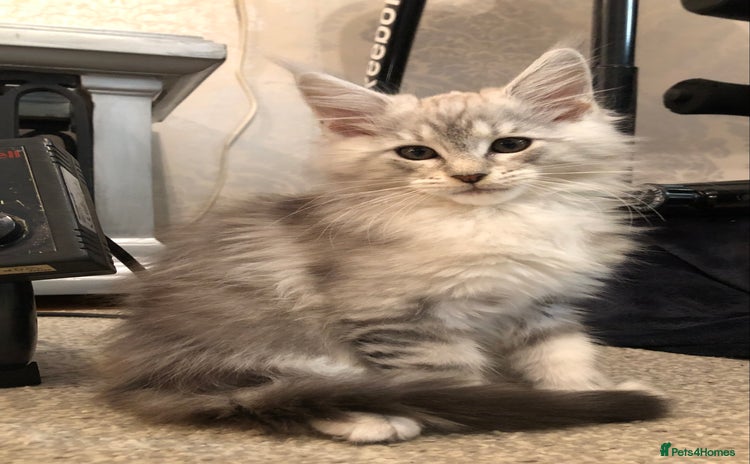 Maine Coon cats - Advert 15