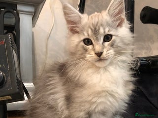 Maine Coon cats - Advert 15