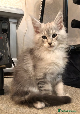 Maine Coon cats - Advert 15