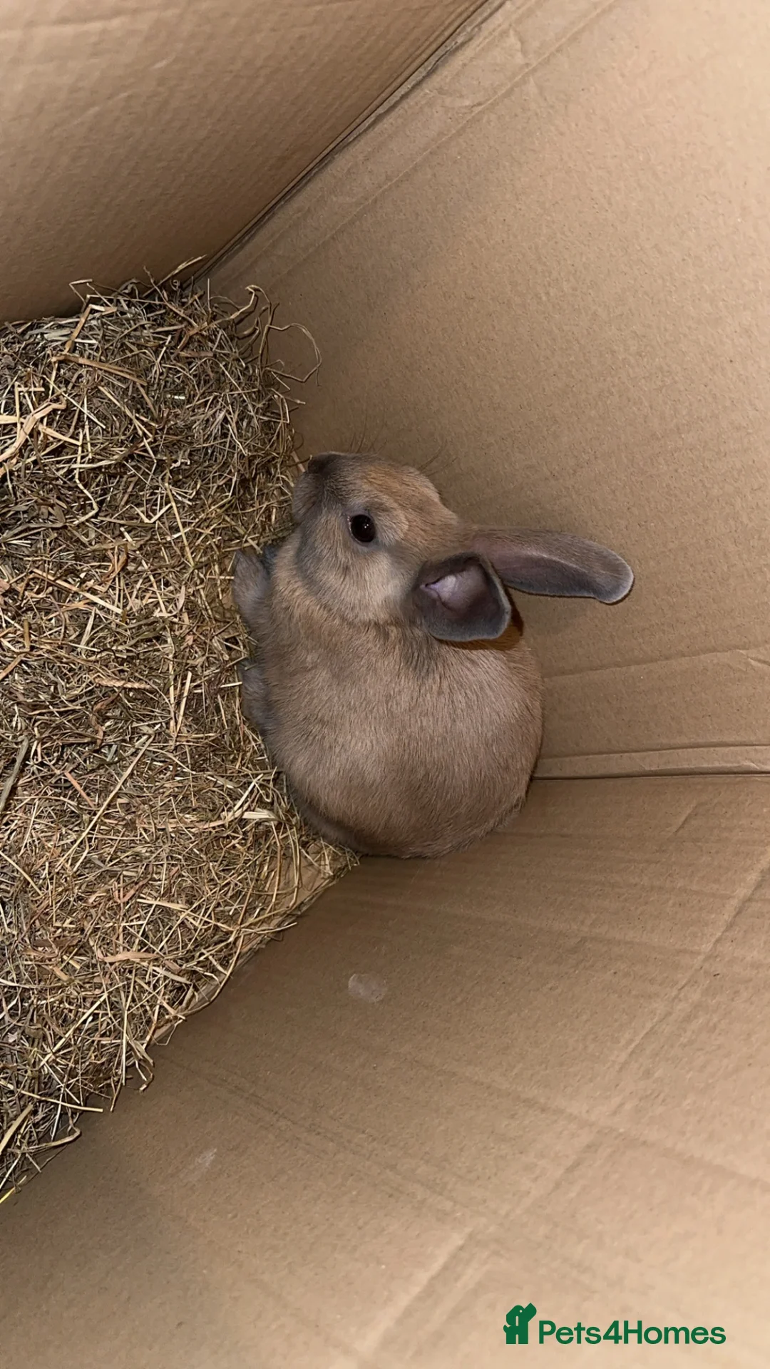 Netherland Dwarf rabbits for sale: Cute baby rabbit in Dagenham - Advert 2