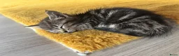 Mixed Breed cats for sale: 🐾 Beautiful 8-Week-old kitten in London - Advert 7