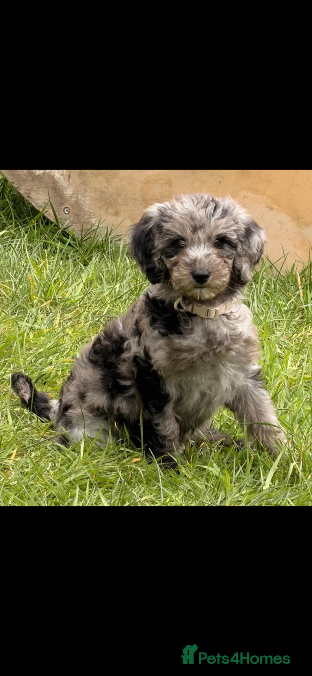 Cavapoo dogs for sale: Lovely Merle Cavapoo in Pontypridd - Advert 1