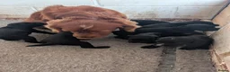 Cocker Spaniel dogs for sale: Beautiful black working cocker spaniels  - Advert 14