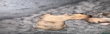Whippet 2