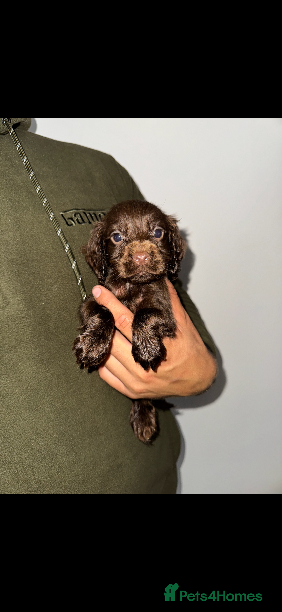 Cocker Spaniel dogs for sale: 8 beautiful working cocker spaniels  🏠  - Image 6