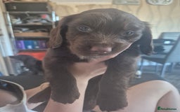 Cocker Spaniel dogs for sale: Cockerspaniel pups - Image 2