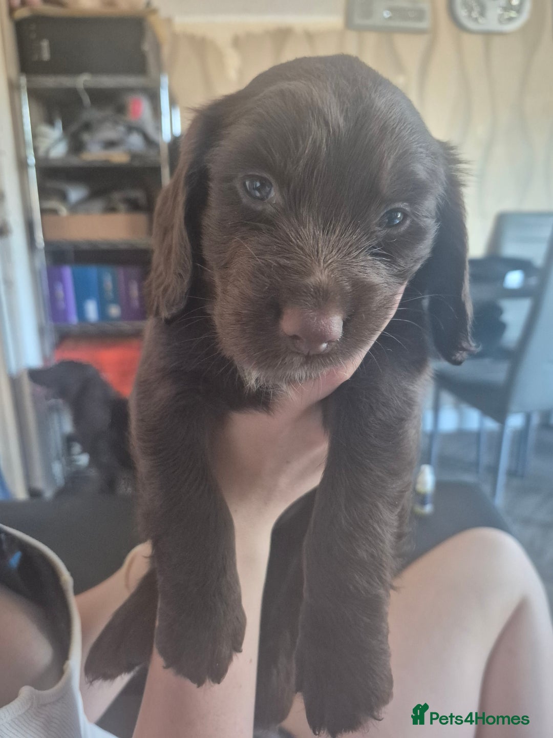 Cocker Spaniel dogs for sale: Cockerspaniel pups - Image 2