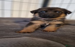 German Shepherd dogs for sale: KC registered German shepherd puppies - Image 6
