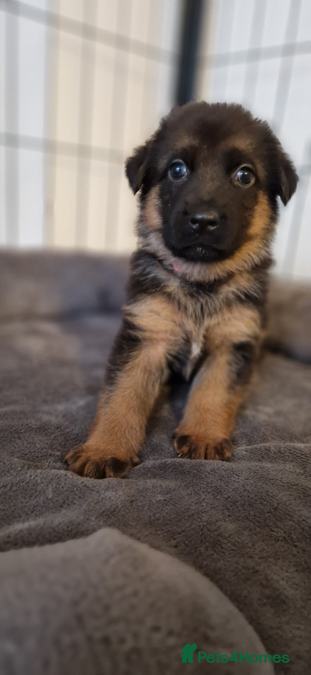 German Shepherd dogs for sale: KC registered German shepherd puppies - Image 6