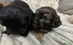 Mixed Breed dogs for sale: Adorable Cockerchons Fluffy, Low-Shed Wonders! - Image 28