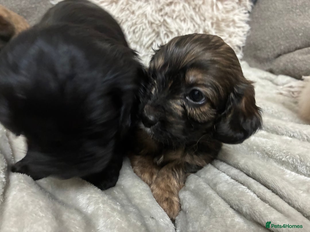 Mixed Breed dogs for sale: Adorable Cockerchons Fluffy, Low-Shed Wonders! - Image 28