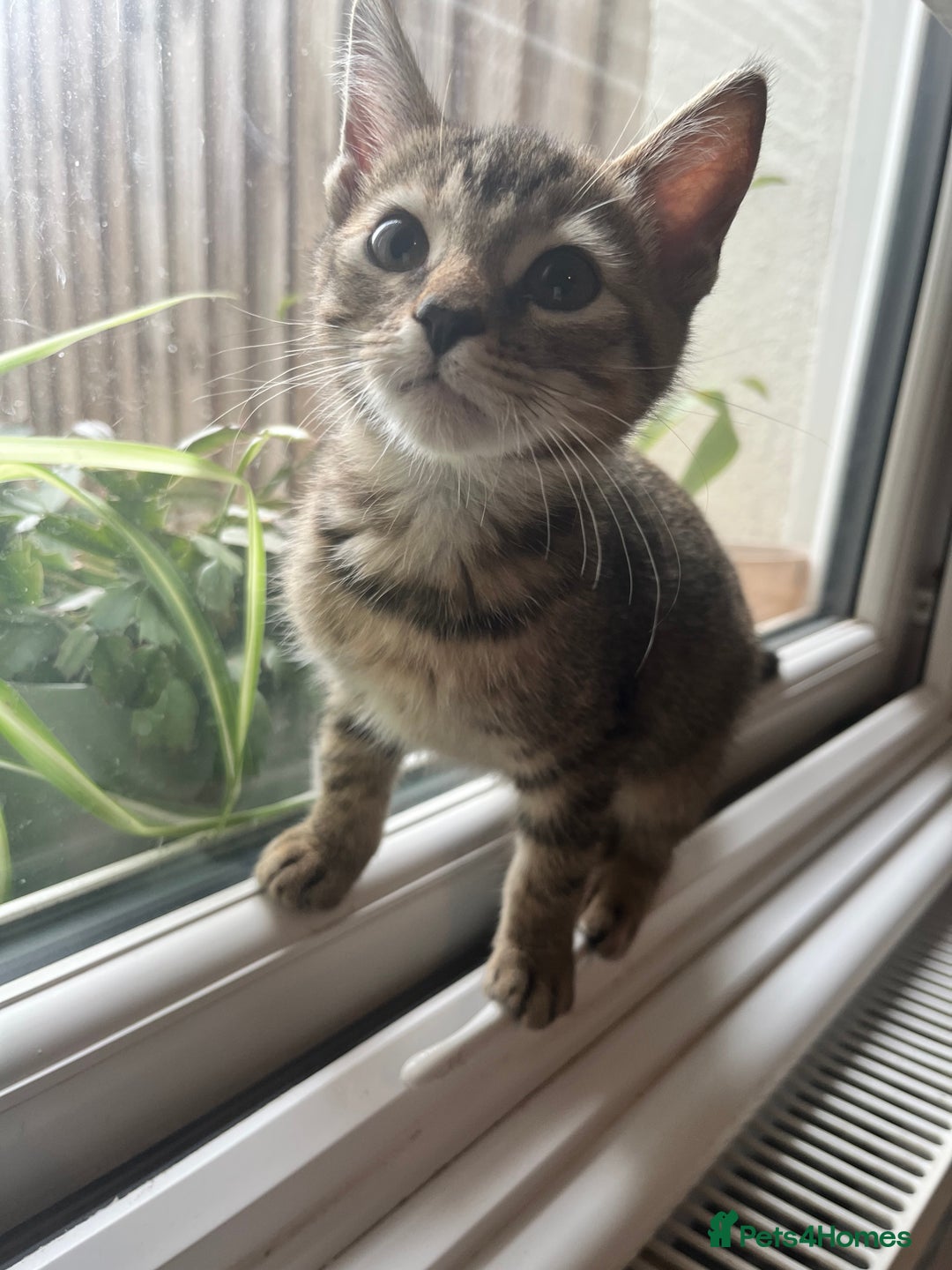 Mixed Breed cats for sale: Pixie bob mixed kittens - Image 16