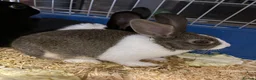 Dutch rabbits for sale: Mum and 3 kits DUTCH RABBITS💗🩵 - Advert 5